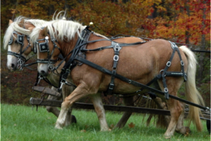 horse harness 1