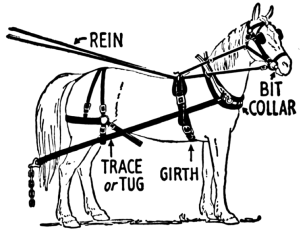 horse harness 3